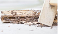 Bustling City Termite Removal Experts